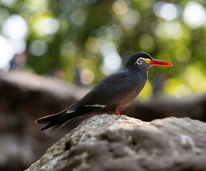 Vögel mit „I“: Welche Vögel kennst du und welche sind dir neu?