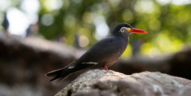 Vögel mit „I“: Welche Vögel kennst du und welche sind dir neu?