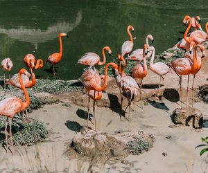 Wo leben Flamingos und warum stehen sie auf einem Bein?