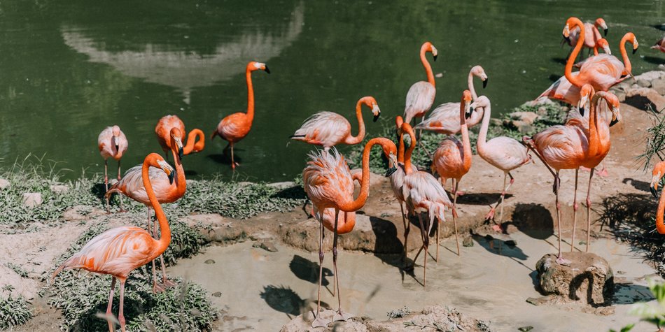 Wo leben Flamingos und warum stehen sie auf einem Bein?
