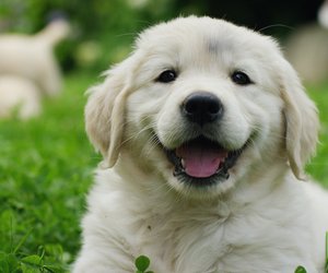Hundenamen: 21 ausgefallene aber wunderschöne Namen für euren Hund