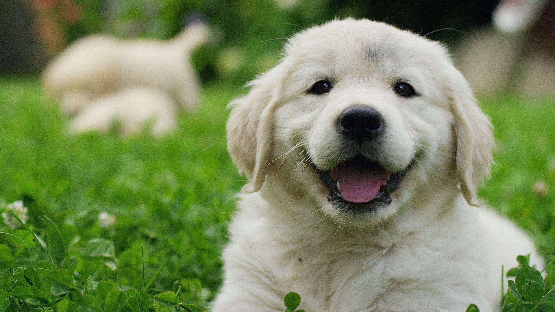 Hundenamen 21 ausgefallene aber wunderschöne Namen für euren Hund