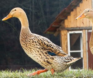 Enten und Hühner zusammen halten: Funktioniert das? 