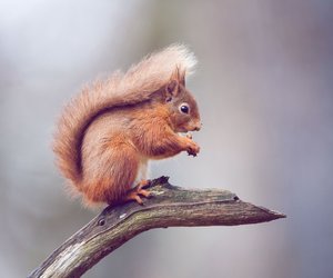 5 spannende Fakten über Eichhörnchen: So niedlich und clever sind diese süßen Tiere