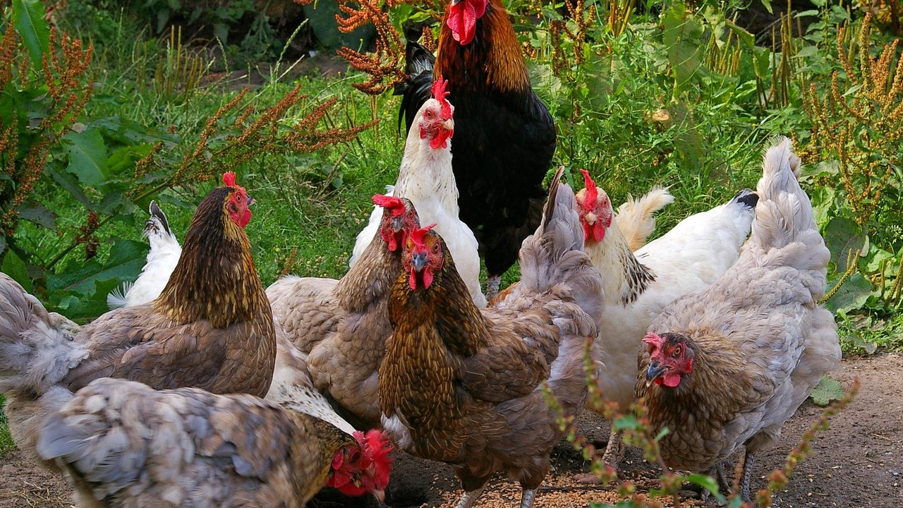 Hühner können mit Kaninchen zusammen gehalten werden. 