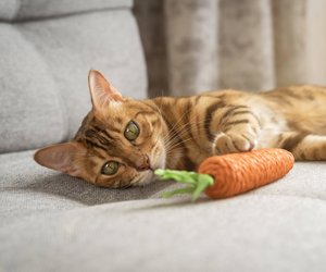 Diese entzückenden Katzenrassen sind verrückt nach Spielen