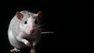 Chinesische Sternzeichen: Ratte