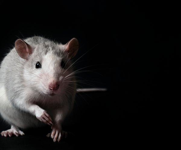 Chinesische Sternzeichen: So klug und nobel ist der Hund