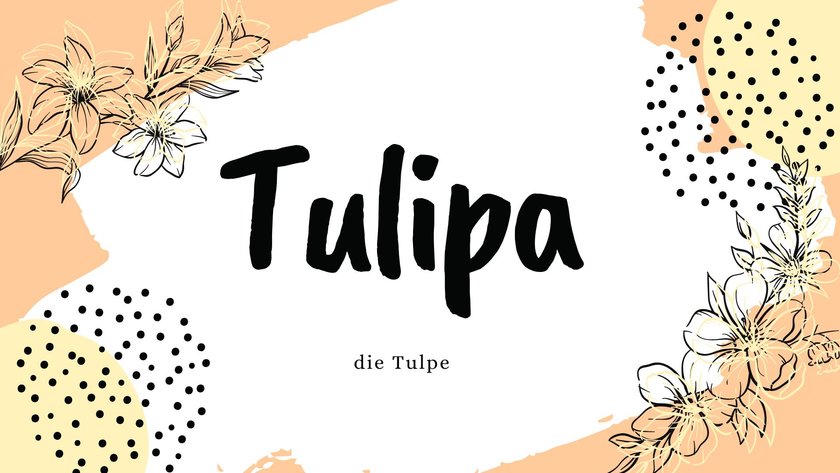Namen, die Blume bedeuten: Tulipa 