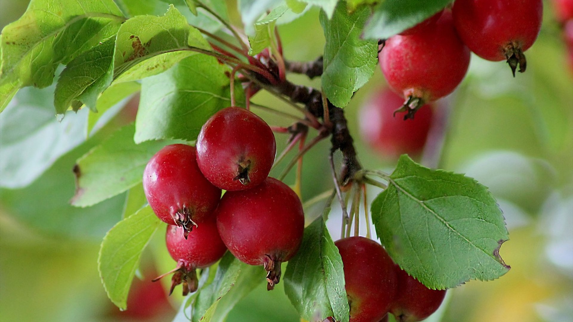 Ist der Paradiesapfel gesund oder giftig?