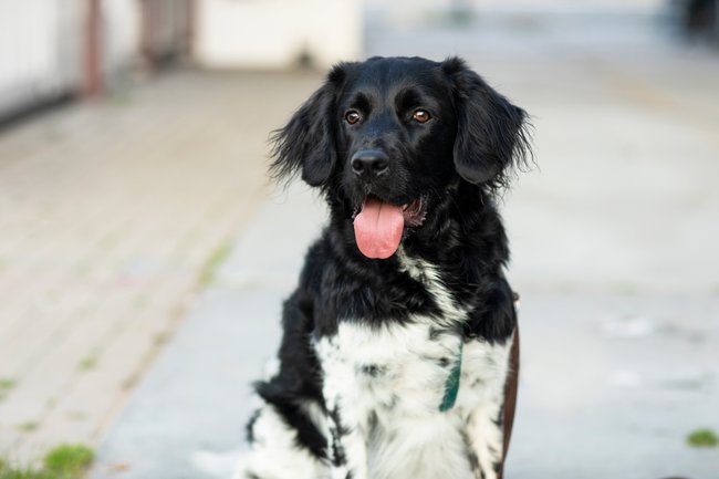 Mit seinem gutmütigen Wesen erweist sich der Stabyhoun als der perfekte Familienhund.