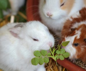 Dürfen Kaninchen Bananen essen? Das ist wichtig 
