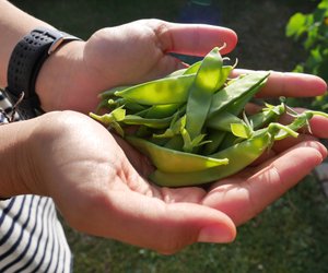 Weniger knifflig als du denkst: So isst du Zuckerschoten richtig