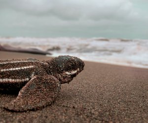 Größte Schildkröte der Welt: Welche ist es?