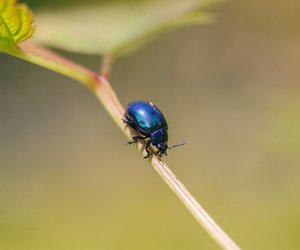 Schwarze Käfer im Haus: Wie lassen sich die Krabbler erkennen?