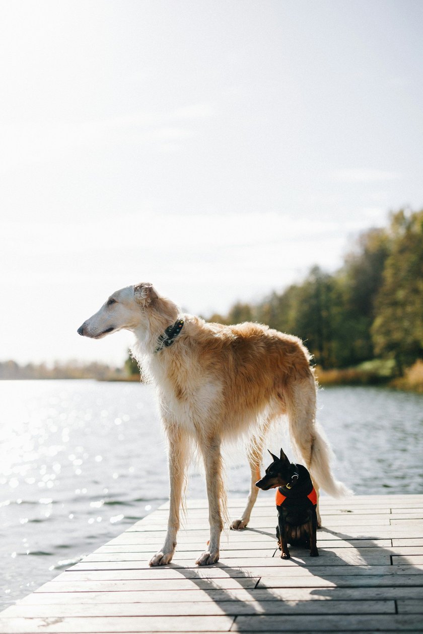 Beigefarbener großer Hund und kleiner schwarzer Hund stehen auf einem Steg. 