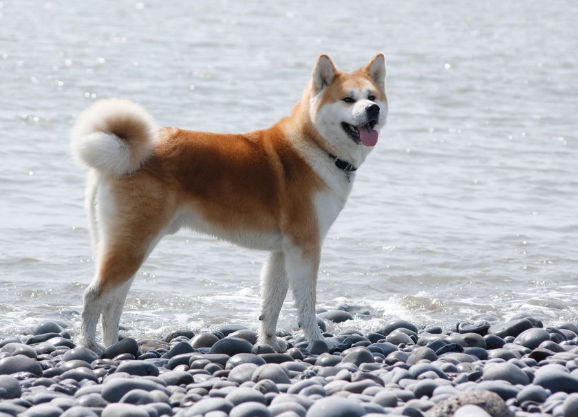 Akita Inu