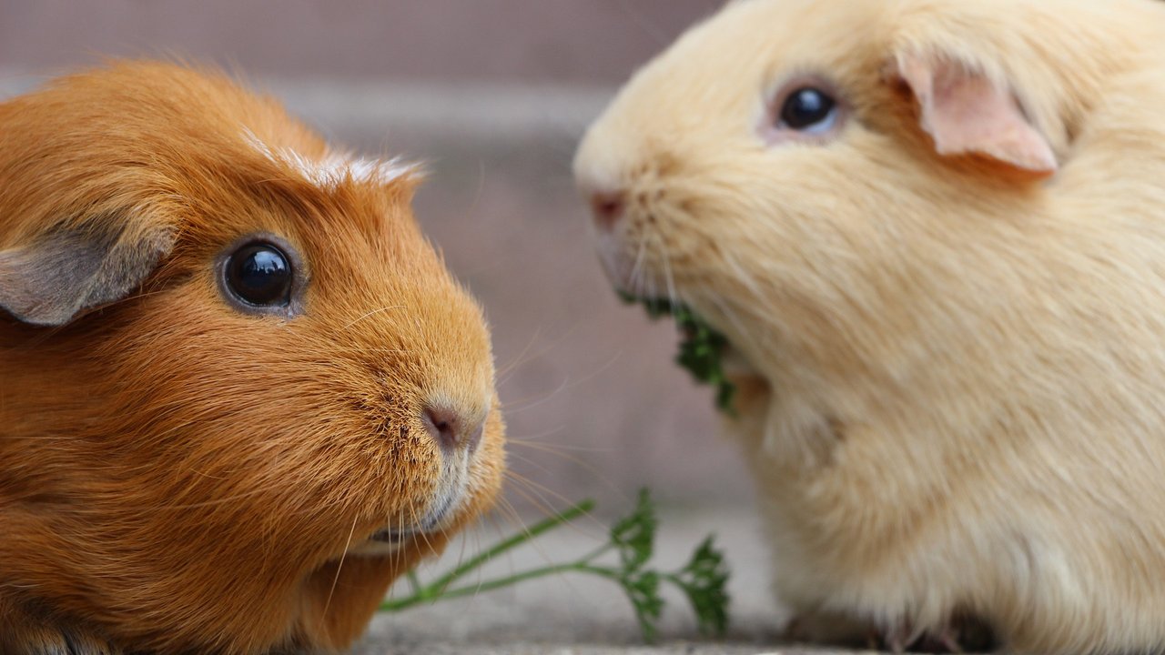 Meerschweinchen sind bei Groß und Klein beliebt