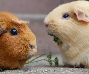 Dürfen Meerschweinchen Chinakohl essen? Darauf kommt es an