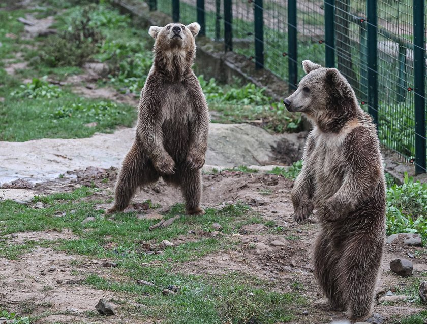 Zwei Braunbären, stehend