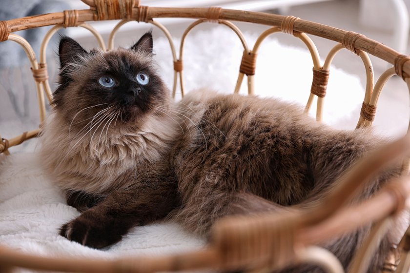 Cute Balinese cat in basket at home.