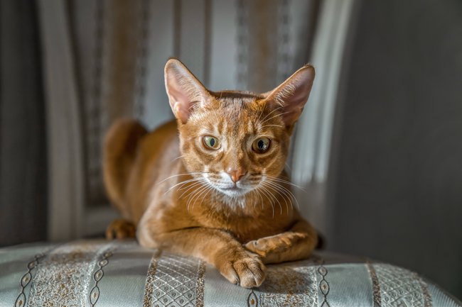 Die Abessinierkatze braucht viel Beschäftigung.