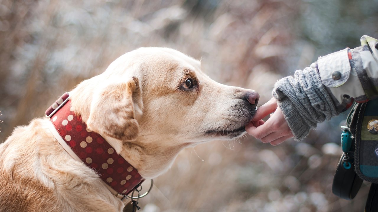 Dein Hund nascht gerne von deinem Essen? Hier heißt es Achtung, wenn es Knoblauch enthält. 