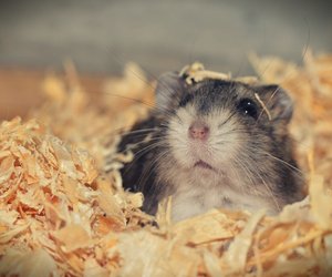 Dürfen Hamster Paprika essen? Diese Regeln gelten