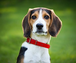 Fencheltee für den Hund: Eine gute Idee?