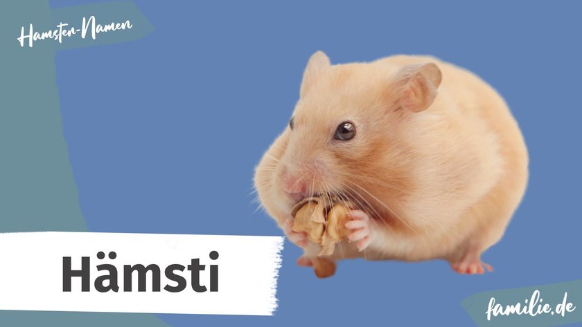 Lustige Hamster Namen