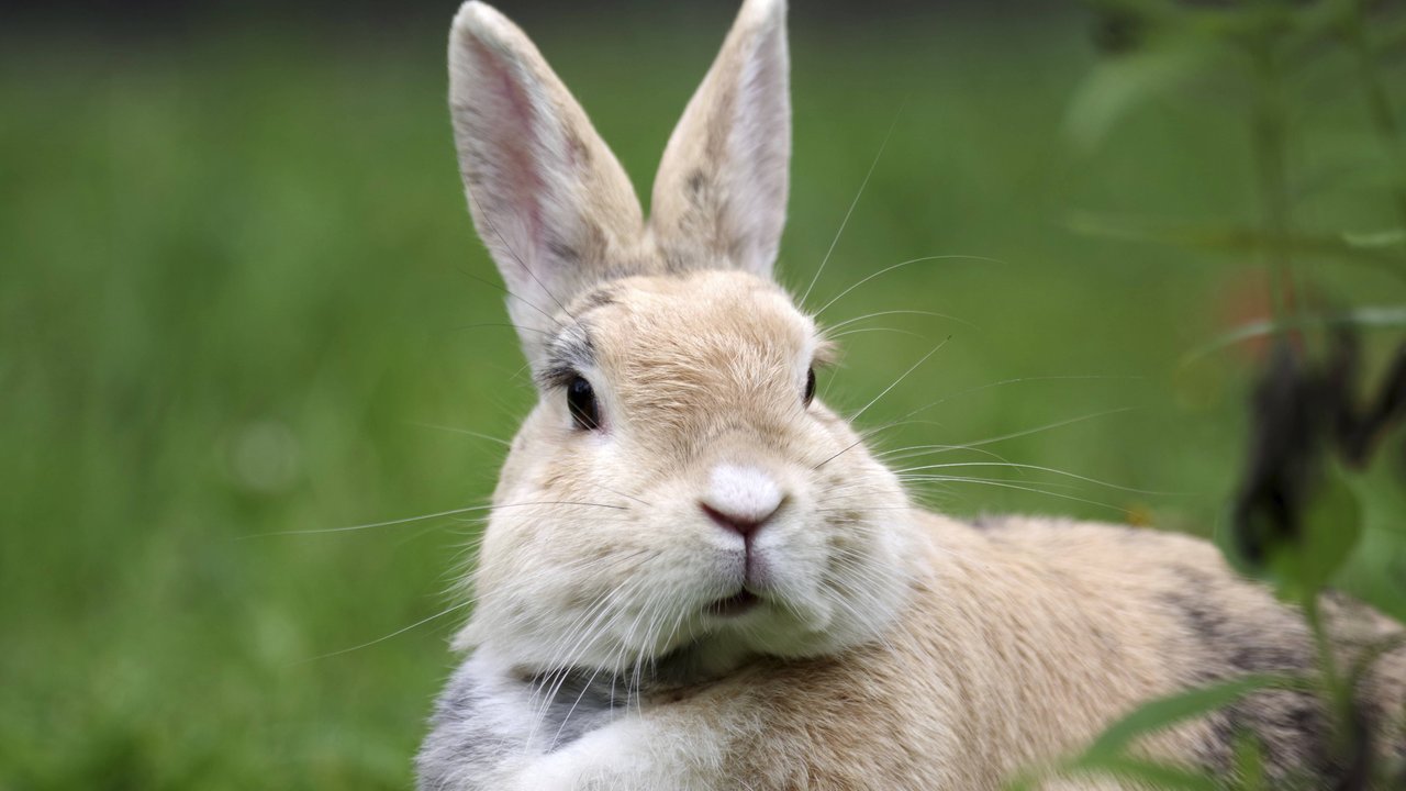 Kaninchen weiß auf Wiese