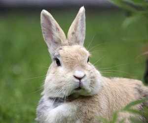 Dürfen Kaninchen Pfirsiche essen? Das solltest du bedenken