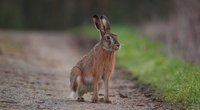 Kaninchen und Hasen – Was ist der Unterschied?