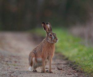 Kaninchen und Hasen – Was ist der Unterschied?