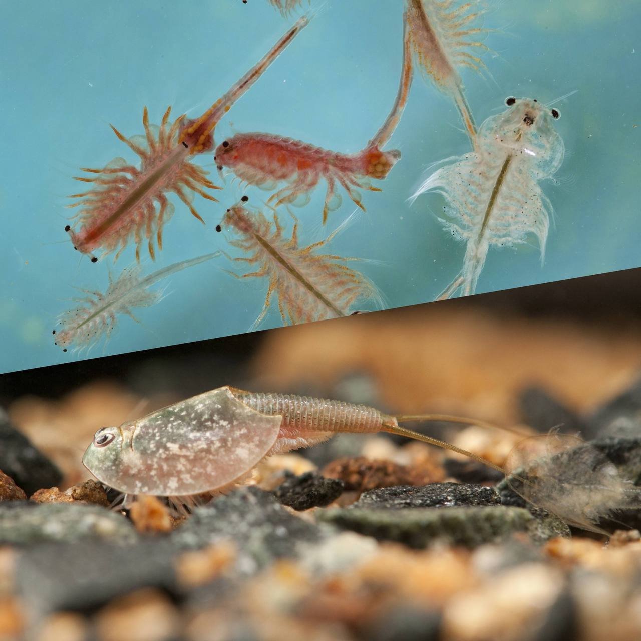 Urzeitkrebse Z chten Alles Infos Zu Den Lebenden Fossilien