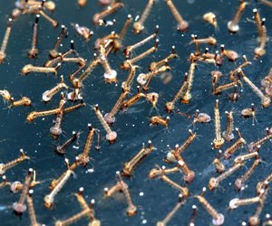 Diese 5 einfachen Tricks helfen dir, eklige Mückenlarven in deiner Regentonne loszuwerden