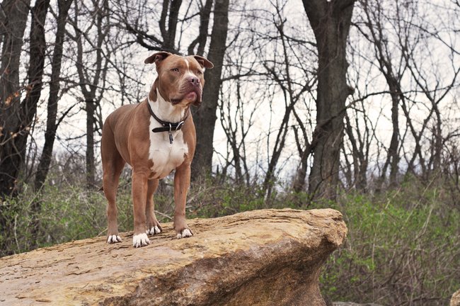 American Pitbull Terrier