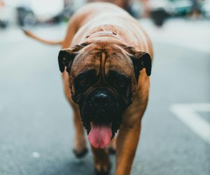 Ein echter Pfundskerl: Das ist der schwerste Hund der Welt