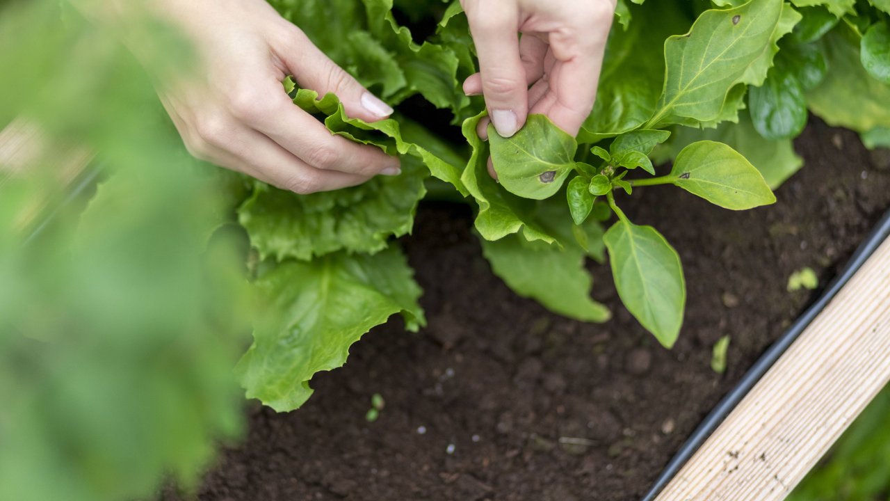 Hands of woman harvesting salad model released Symbolfoto PUBLICATIONxINxGERxSUIxAUTxHUNxONLY MMAF00227  