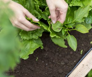 Teste dein Garten-Wissen im Expertenquiz