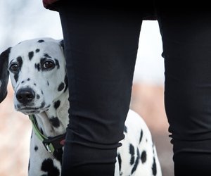 Vorsichtige Vierbeiner: Hunderassen, die sich zurückhalten