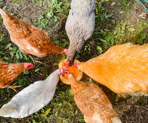 Dürfen Hühner Kürbis essen? Darauf kommt es bei der Fütterung an