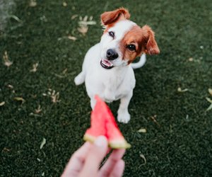 Dürfen Hunde Wassermelone essen? Das solltest du beachten