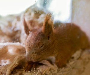 Wo schlafen Eichhörnchen? Interessantes über die flinken Nager