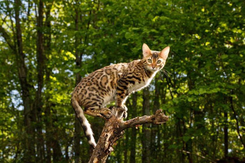 Wilde Bengalkatze im Wald