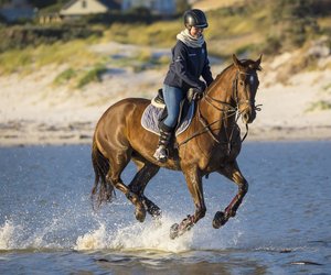 Können Pferde schwimmen? Das Geheimnis gelüftet