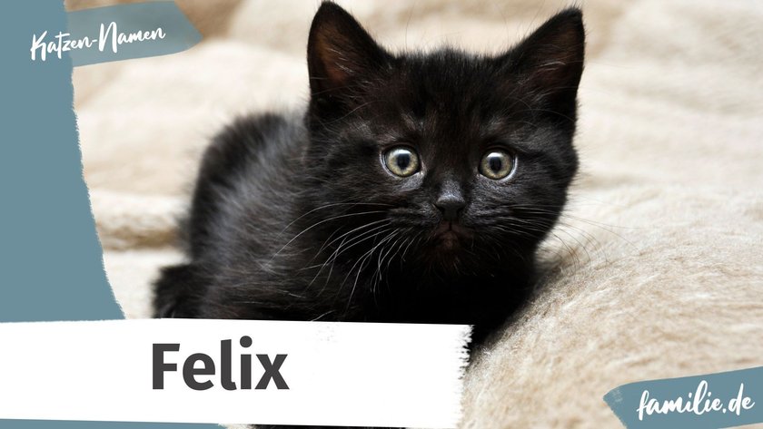 Schwarze Katze Namen: Felix