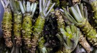 Wasabi und Stillen: Ist das grüne Gewürz in der Stillzeit bekömmlich?