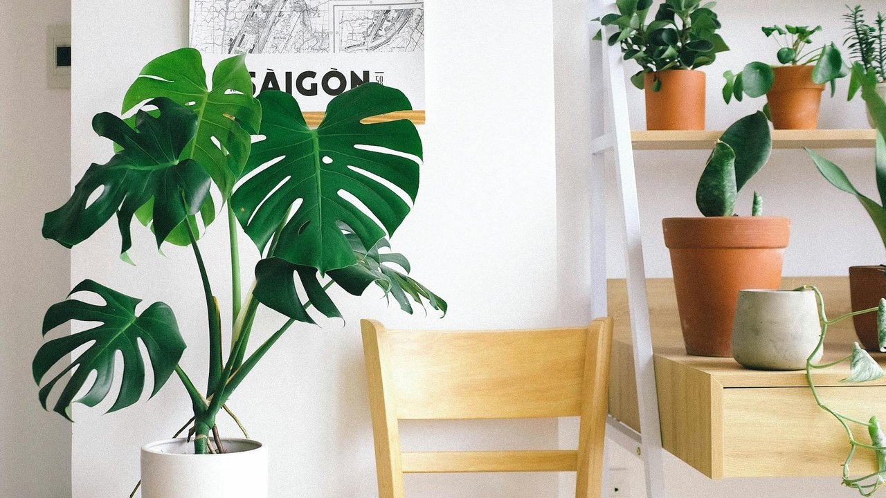 Die Monstera stellt besondere Ansprüche an ihre Pflege.