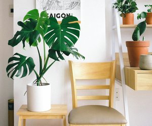 Monstera – wie oft gießen?